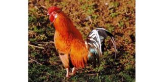 Influenza aviaire hautement pathogène