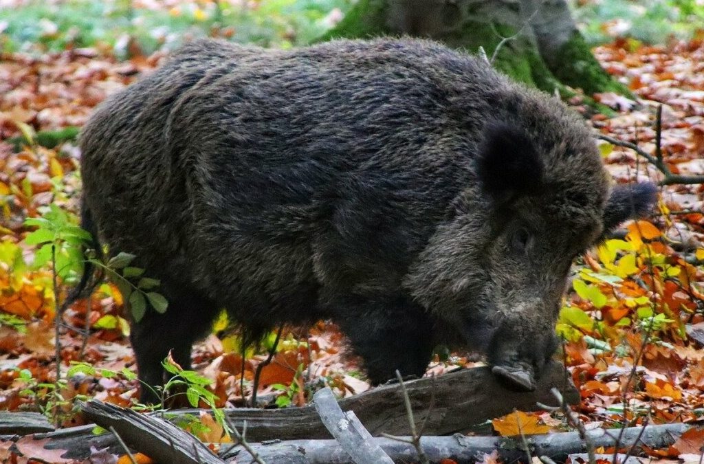 Battue aux sangliers