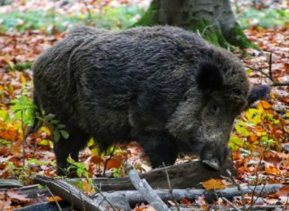 Battue aux sangliers
