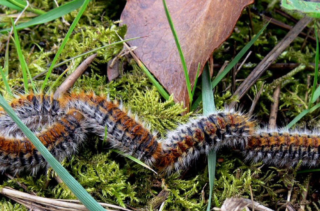 Chenilles processionnaires