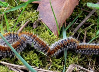 Chenilles processionnaires